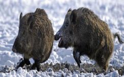 Bogdán Tibor: Ha sovány a vaddisznó – megfagyunk télen