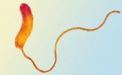 Ragadozó baktérium lehet az új fegyver a szuperkórokozók ellen