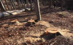 Csibi Magor: az ingyenes védelem mellett támogatást is kellene adni az erdőtulajdonosoknak