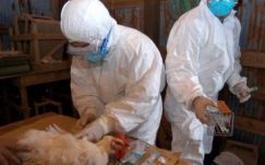 Romániába is eljutott a madárinfluenza