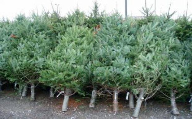 Lopott fenyőfaszállítmányra csaptak le Hargita megyében 