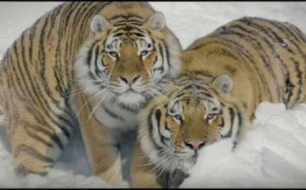 Ez történik, ha drónt vezérelnek a tigrisek közé