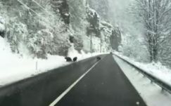 Egy medvecsaládot kerülgettek az autósok a hét végén Hargita megyében