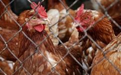 Madárinfluenza-riadó van érvényben Bihar megyében