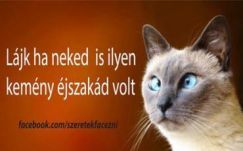 „Cuki, cép cicák a Facebookon” – hogyan készülnek a virál tartalmak a neten?