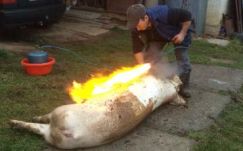 Székelyföldön bódítás nélkül vágják le a disznókat