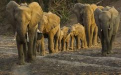 Elefántcsorda támadt egy nepáli falura
