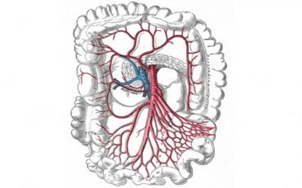 Új emberi szervet fedeztek fel