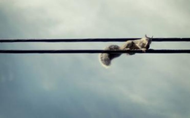 Van amire veszélyebbek a mókusok, mint a terroristák