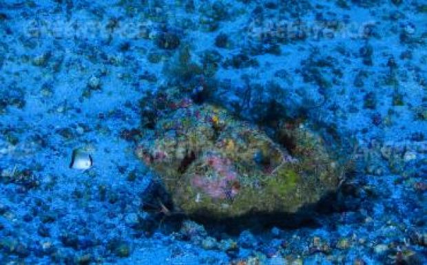 Felvételek készültek az Amazonas torkolatánál talált hatalmas korallzátonyról