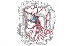 Új emberi szervet fedeztek fel