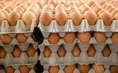  Hunyad megyében több mint 22 ezer tojást foglaltak le