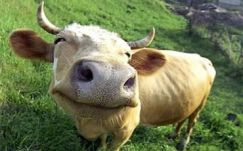 Személyi igazolványt kapnak Indiában a tehenek