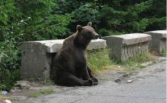 A Küküllő mentén garázdálkodó medvék áthelyezését vagy kilövését kérvényezték 