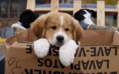 Kutyákat fogadhatnak örökbe egy bukaresti mozi látogatói