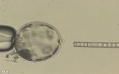 Ember-disznó hibridet hoztak létre