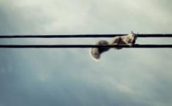 Van amire veszélyebbek a mókusok, mint a terroristák