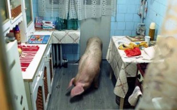 Erdélyi városi legendák: a tömbházablakon kibámuló lótól a felrobbanó malacig