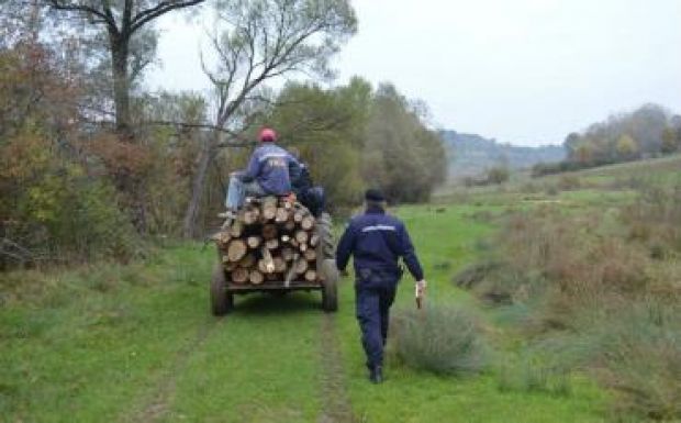 30 millió lejre büntettek tavaly a rendőrök illegális fakitermelés miatt