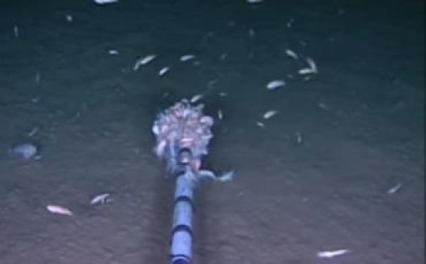 Az óceánok legmélyére is eljutottak a mérgeink