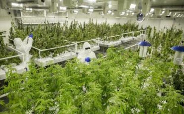 Jóváhagyták Ausztráliában a marihuána orvosi célú forgalmazását