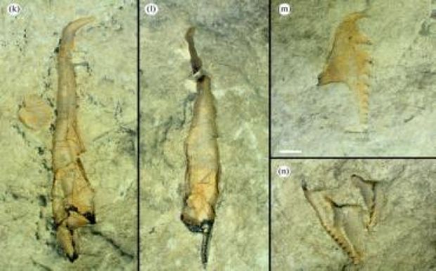 Kanadában 400 millió éves óriás gyűrűsféregre bukkantak