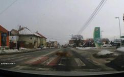 A Hargita megyei kutyák (is) ismerik a KRESZ-t