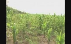 Sáskahadak pusztítanak Bolíviában