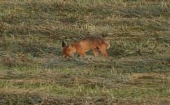 Rókát találtak egy sepsiszentgyörgyi parkban