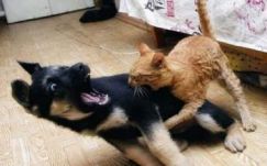 Kutyákat, macskákat és szárnyasokat oltanak be Kovászna megyében