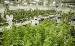 Jóváhagyták Ausztráliában a marihuána orvosi célú forgalmazását