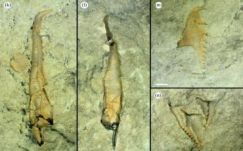 Kanadában 400 millió éves óriás gyűrűsféregre bukkantak