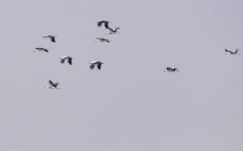 Megérkeztek a gólyák Székelyföldre