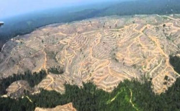 Rostás-Péter István: Lehet-e ennél zöldebb?