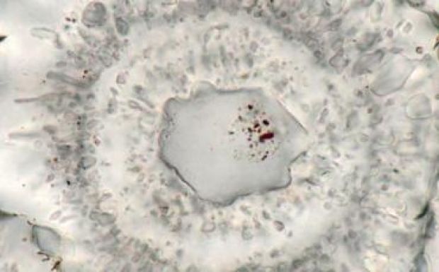 A legrégebbi élet nyomait találták meg