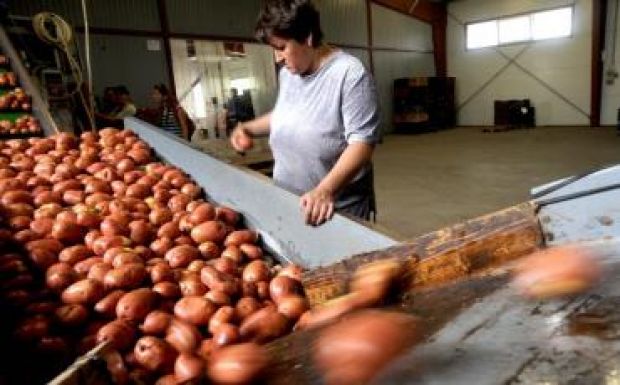 „Jó közepes” gabonatermésre számítanak Hargita megyében