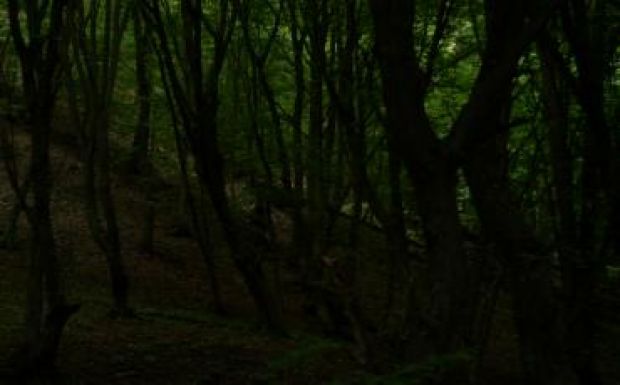 Egész éjjel az erdőben kódorgott egy 4 éves kislány Előpatakon