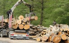 Ismét elhalasztanák az erdőkitermelést követő rendszer teljes körű bevezetését