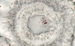 A legrégebbi élet nyomait találták meg