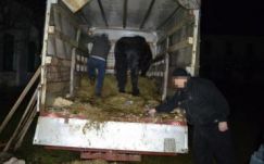 Inkább lóhátra ült volna a Hargita megyei fiatalember