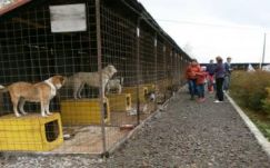 Sepsiszentgyörgyön szigorítják a kutyatartás szabályait