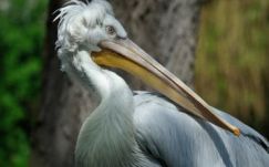 Elaltattak egy madárinfluenzás pelikánt a bécsi állatkertben