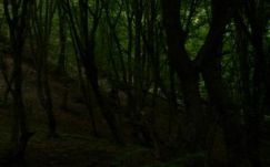 Egész éjjel az erdőben kódorgott egy 4 éves kislány Előpatakon