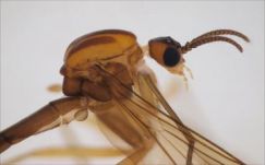 A Babeș-Bolyai Tudományegyetem egy kutatójának is köszönhető új szúnyogfajok felfedezése