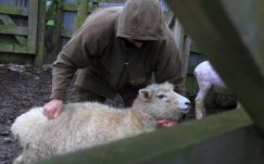 Romániai báránytolvajokat fogtak el a kecskeméti rendőrök