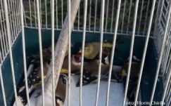 Nem büntetik megfelelőképpen az orvvadászatot Romániában