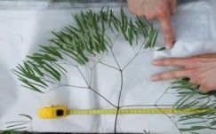 Új ernyősvirágzatú növényfajt fedeztek fel Dobrudzsában a BBTE munkatársai