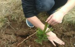 Csemeteültetési rekorddal kísérleteztek, Udvarhelyszék is csatlakozott