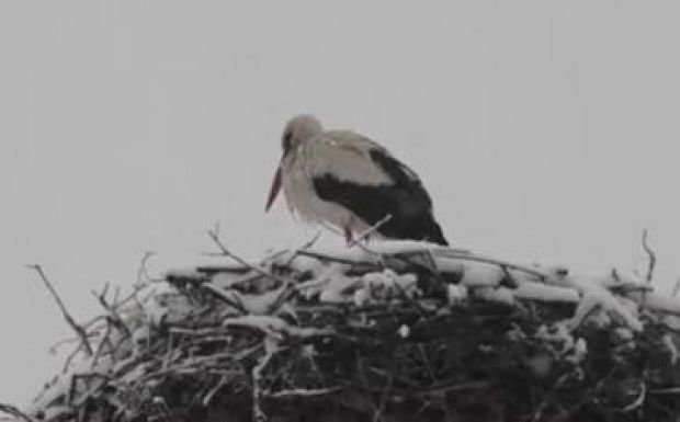 Visszavágynak Afrikába a Hargita megyébe megérkezett gólyák