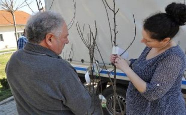 Több ezer őshonos gyümölcsfát ültettek Háromszéken 